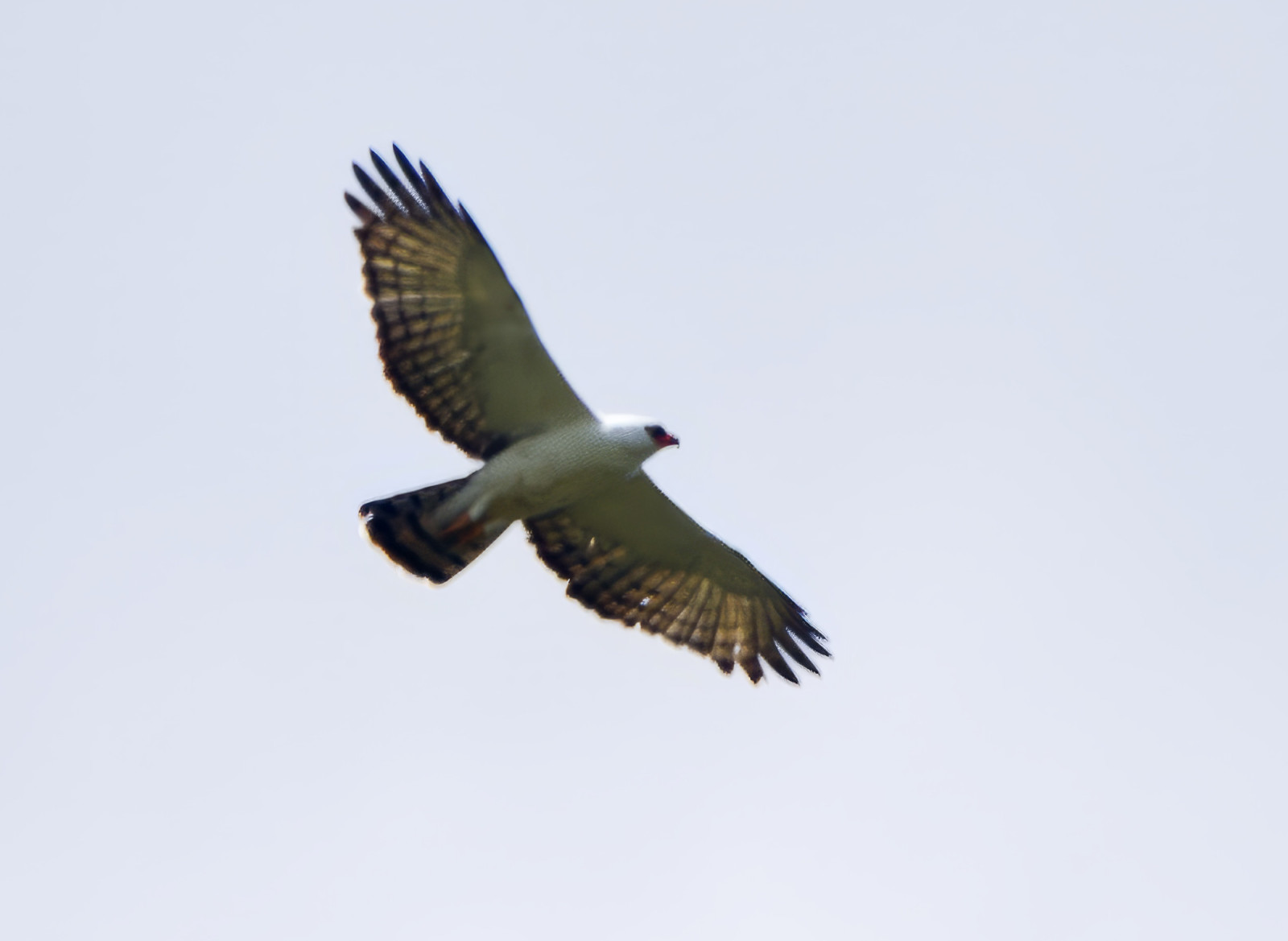 image Black-and-white Hawk-Eagle